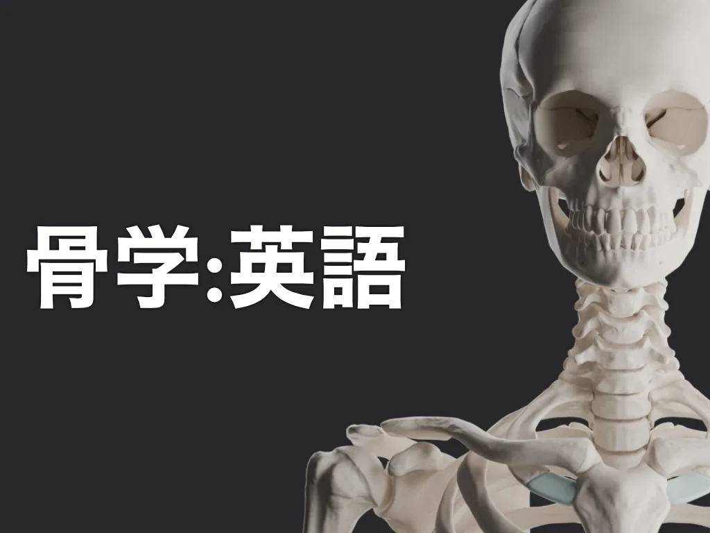 骨学:英語