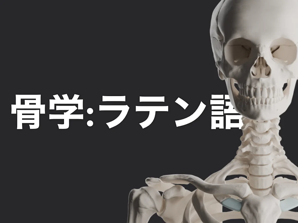 骨学:ラテン語